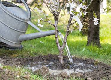 Arroser les arbres fruitiers
