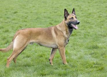 Chiens malinois