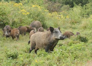 Jour de chasse en Forêt de Port-Royal - Photo ONF