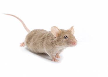 Campagne de dératisation