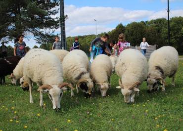 Gestion différenciée tonte des moutons