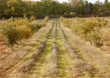 exemple d'agroécologie