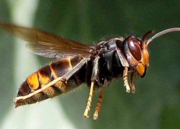 Frelon asiatique