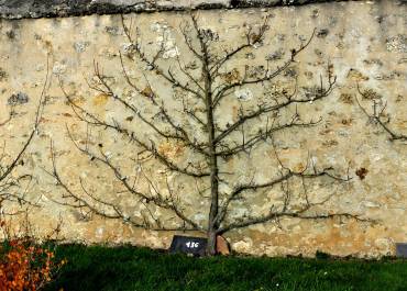 Taille d'hiver palissage à la diable