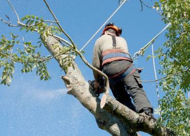 Coupe d'arbre