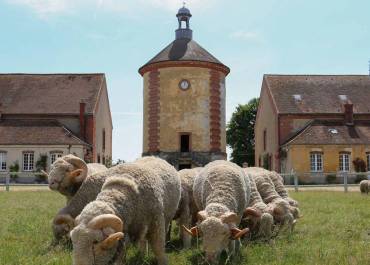 bergerie Rambouillet