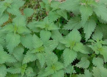 Plantes commestibles