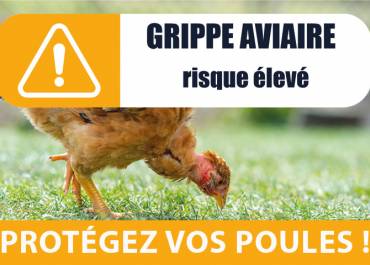 Grippe aviaire