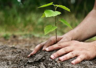 Plantation arbres
