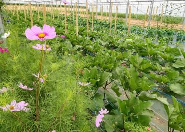 Serres de la ferme école