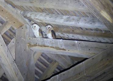 Chouette à l'Eglise Saint-Germain de Paris