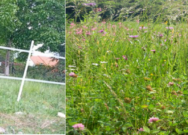 Prairies et pâturage