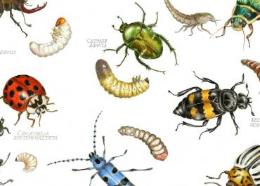 Planche insectes