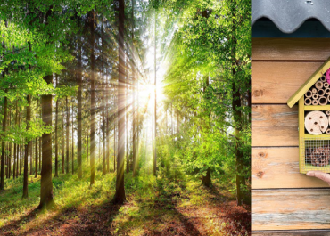 Balade forêt et hôtel à insectes