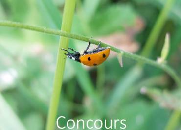 Concours photos faune et flore locales 2022