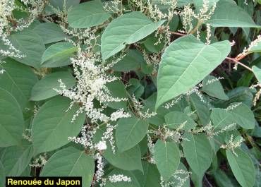 Renouee
