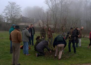 Taille d'un poirier en plein vent