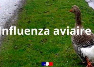 Influenza aviaire