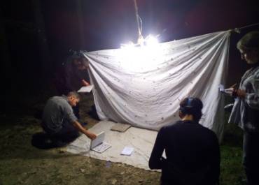 Observation insectes