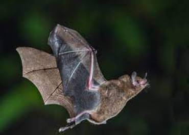 chauve-souris
