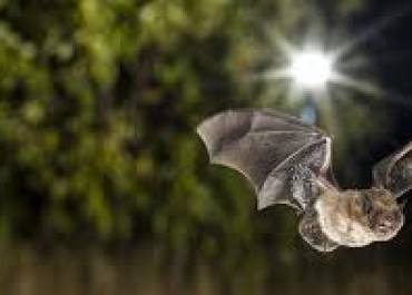 chauve-souris