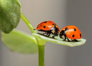 Coccinelles