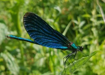 Demoiselle à l'honneur