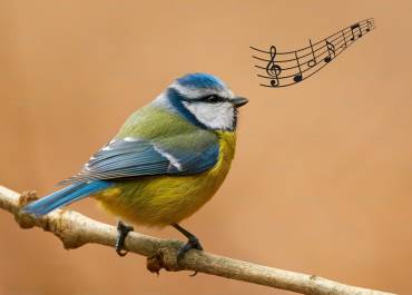 Mésange chant