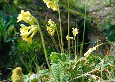 Atelier mobile végétal