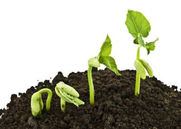 Le Comité Consultatif Environnement sème des idées… À vous de les faire pousser !